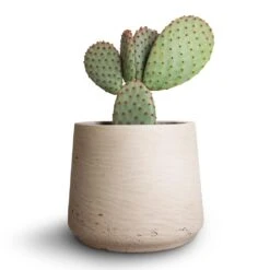 Patt Plant Pot - Grey Washed -Indoor Plants Opuntia microdasys Bunny Ear Cactus 10.5x15cm Patt Plant Pot Grey Washed 7eacf662 3b29 429b b6f4 1321dbae0f22