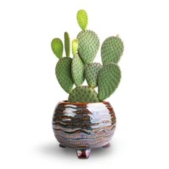 Dewi Plant Pot - Marrakesh -Indoor Plants Opuntia microdasys Bunny Ear Cactus 12x20cm Dewi Plant Pot Marrakesh 18x14cm a680b3c4 dfe2 432e a6b1 4b79dce90d18