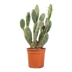 Opuntia Vulgaris - Prickly Pear Cactus -Indoor Plants Opuntia vulgaris Prickly Pear Cactus 17x50cm