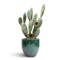 Jolin Plant Pot - Forest -Indoor Plants Opuntia vulgaris Prickly Pear Cactus 17x50cm Jolin Plant Pot Forest 20x18cm 85b44294 f69f 45c0 b708 c80b24752d9e