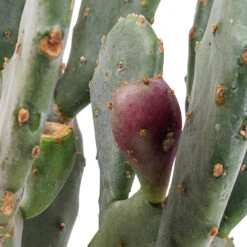 Opuntia Vulgaris - Prickly Pear Cactus -Indoor Plants Opuntia vulgaris Prickly Pear Cactus SWATCH 3