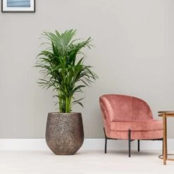 Opus Hit Darcy Planter - Gold 24 Opus Hit Darcy Planter - Gold -Indoor Plants Opus Hit Darcy Planter Gold Kentia Palm Indoor Plant