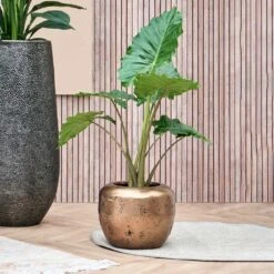 Opus Raw Couple Planter - Gold -Indoor Plants Opus Raw Couple Planter Gold