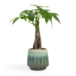 Pachira Aquatica - Money Tree -Indoor Plants Pachira aquatica Money Tree 12x35cm Alice Plant Pot Ocean 15x14cm