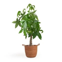 Pachira Aquatica - Money Tree -Indoor Plants Pachira aquatica Money Tree 12x35cm Nelis Plant Basket Camel 28x27cm