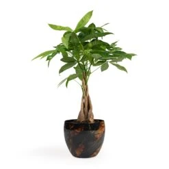 Pachira Aquatica - Money Tree -Indoor Plants Pachira aquatica Money Tree 12x35cm Vive Metal Plant Pots Set3 Lava