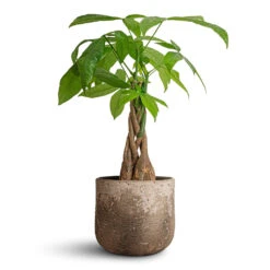 Albero Plant Pot - Cement -Indoor Plants Pachira aquatica Money Tree 12x40cm Albero Plant Pot Cement 16x14cm