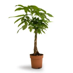 Pachira Aquatica - Money Tree -Indoor Plants Pachira aquatica Money Tree 17x60cm