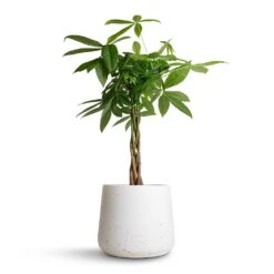 Pachira Aquatica - Money Tree -Indoor Plants Pachira aquatica Money Tree 17x70cm Patt Plant Pot White Washed 23x20cm