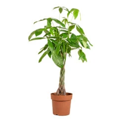 Pachira Aquatica - Money Tree -Indoor Plants Pachira aquatica Money Tree 24x135cm