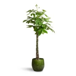 Pachira Aquatica - Money Tree -Indoor Plants Pachira aquatica Money Tree 24x140cm Aimee Plant Pot Pear 38x34cm 2
