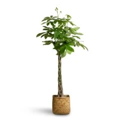 Kobe Bamboo Planter -Indoor Plants Pachira aquatica Money Tree 24x140cm Kobe Bamboo Planter 30x30x31cm 5ba7b36a a377 4fc2 bb0d dac79e529c77