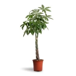 Pachira Aquatica - Money Tree -Indoor Plants Pachira aquatica Money Tree 27x140cm