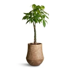 Polystone Coated Darcy Planter - Rock 11 Polystone Coated Darcy Planter - Rock -Indoor Plants Pachira aquatica Money Tree 27x140cm Polystone Coated Darcy Planter Rock 47x56.5cm 25c597d1 04bc 4f86 a467 e7d20b668b97