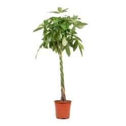 Pachira Aquatica - Money Tree -Indoor Plants Pachira aquatica Money Tree 27x150cm