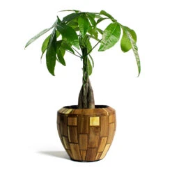 Facets Couple Planter - Jenga -Indoor Plants Pachira aquatica Money Tree Facets Couple Planter Jenga
