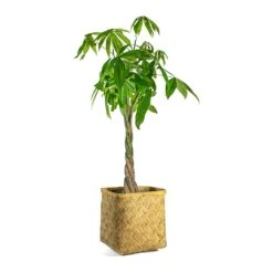 Pachira Aquatica - Money Tree -Indoor Plants Pachira aquatica Money Tree Kobe Bamboo Planter plant pot