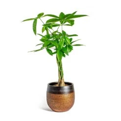 Pachira Aquatica - Money Tree -Indoor Plants Pachira aquatica Money Tree Mya Plant Pot Shiny Mocha 22cm