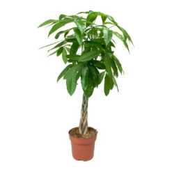 Pachira Aquatica - Money Tree -Indoor Plants Pachira aquatica Money Tree 4335a591 4965 410a bb32 6aeca40c6190
