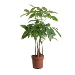 Pachira Aquatica - Multi Stem - Money Tree -Indoor Plants Pachira aquatica MultI Stem Money Tree 17x65cm 2