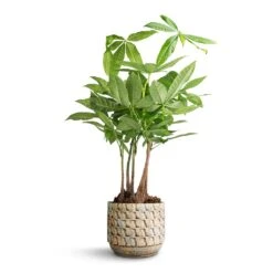 Pachira Aquatica - Multi Stem - Money Tree -Indoor Plants Pachira aquatica Multi Stem Money Tree 17x65cm Jim Plant Pot Shell 19x16cm 5eba2cb7 6254 43ff b696 fa60b4b2b090