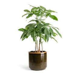 Pachira Aquatica - Multi Stem - Money Tree -Indoor Plants Pachira aquatica Multi Stem Money Tree 17x65cm Jordy Plant Pot Forest Green 23x21cm