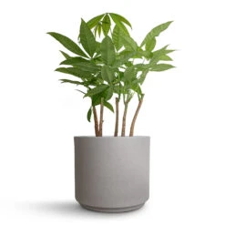 Pachira Aquatica - Multi Stem - Money Tree -Indoor Plants Pachira aquatica Multi Stem Money Tree 17x65cm Leon Plant Pot Cement 22x19.5cm cd28d002 51ad 413d aa8b b9e286f204cd