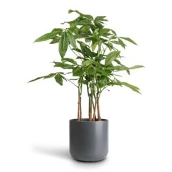 Pachira Aquatica - Multi Stem - Money Tree -Indoor Plants Pachira aquatica Multi Stem Money Tree 17x65cm Lisbon Plant Pot Charcoal 21x21cm
