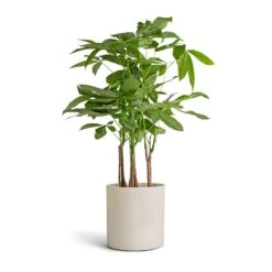 Puk Refined Planter - Natural White -Indoor Plants Pachira aquatica Multi Stem Money Tree 17x65cm Puk Refined Planter Natural White 20x20cm