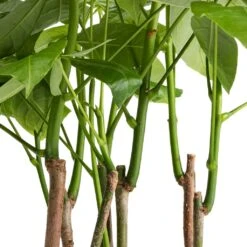 Pachira Aquatica - Multi Stem - Money Tree -Indoor Plants Pachira aquatica Multi Stem Money Tree 17x65cm SWATCH