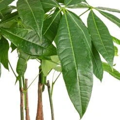 Pachira Aquatica - Multi Stem - Money Tree -Indoor Plants Pachira aquatica Multi Stem Money Tree 17x65cm SWATCH 3