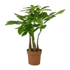 Pachira Aquatica - Multi Stem - Money Tree -Indoor Plants Pachira aquatica Multi Stem Money Tree