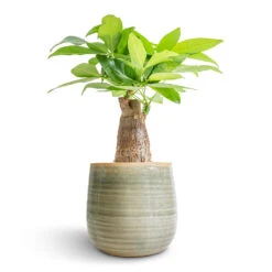 Pachira Aquatica - Thick Trunk - Money Tree 20 Pachira Aquatica - Thick Trunk - Money Tree -Indoor Plants Pachira aquatica Thick Trunk Money Tree 12x40cm Iris Plant Pot Mint 15x14cm fe2def25 2fdc 4715 97bb 67f424554bb9