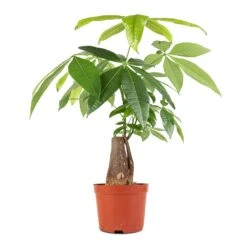 Pachira Aquatica - Thick Trunk - Money Tree 14 Pachira Aquatica - Thick Trunk - Money Tree -Indoor Plants Pachira aquatica Thick Trunk Money Tree 14x45cm
