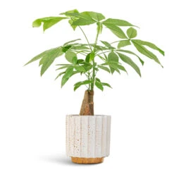 Pachira Aquatica - Thick Trunk - Money Tree 15 Pachira Aquatica - Thick Trunk - Money Tree -Indoor Plants Pachira aquatica Thick Trunk Money Tree 14x45cm Lugano Scalloped Plant Pot Mustard 16x16cm