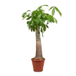 Pachira Aquatica - Thick Trunk - Money Tree 18 Pachira Aquatica - Thick Trunk - Money Tree -Indoor Plants Pachira aquatica Thick Trunk Money Tree