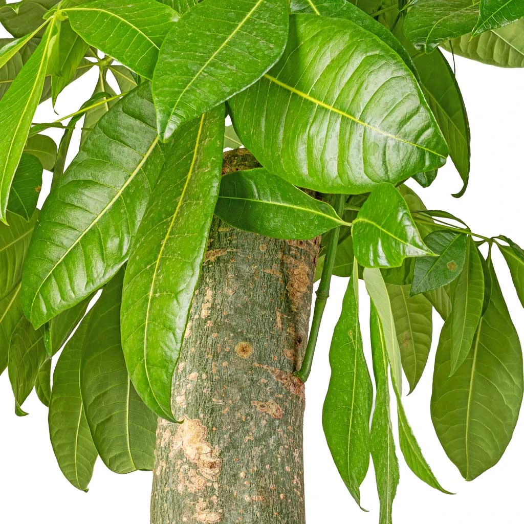 Pachira Aquatica - Thick Trunk - Money Tree 2 Pachira Aquatica - Thick Trunk - Money Tree - Image 2