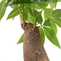 Pachira Aquatica - Thick Trunk - Money Tree 16 Pachira Aquatica - Thick Trunk - Money Tree -Indoor Plants Pachira aquatica Thick Trunk Money Tree SWATCH Small