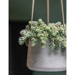 Patt Hanging Plant Pot - Grey Washed -Indoor Plants Patt Hanging Plant Pot Grey Washed Succulent