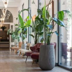 Patt High Plant Vase - Ridged Dark Grey -Indoor Plants Patt High Plant Vase Ridged Dark Grey Strelitzia Houseplant