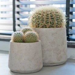 Patt Plant Pot - Grey Washed -Indoor Plants Patt Plant Pot Grey Washed Cacti
