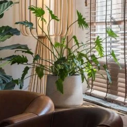 Patt Plant Pot - Grey Washed -Indoor Plants Patt Plant Pot Grey Washed Xanadu Houseplant