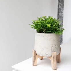 Patt Plant Pot - Low Stand - Grey Washed -Indoor Plants Patt Plant Pot Low Stand Grey Washed Lifestyle 02