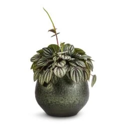 Peperomia Piccolo Banda -Indoor Plants Peperomia Piccolo Banda 10.5x20cm Noor Plant Pot Velvet Green 16x13cm 1cbd8962 4dc5 41de 9bb1 b791e93c17fa