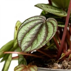 Peperomia Piccolo Banda -Indoor Plants Peperomia Piccolo Banda Houseplant 10.5x20cm Close Leaf