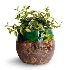 Lindy Plant Pot - Black Green -Indoor Plants Peperomia angulata rocca scuro Dark Green Beetle Radiator Plant 12x20cm Lindy Plant Pot Black Green 19x16cm 2d4cf0ce 9e80 4ff3 9920 6da54cfb156f