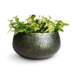 Noor Plant Bowl - Velvet Green -Indoor Plants Peperomia angulata rocca scuro Dark Green Beetle Radiator Plant 12x20cm Noor Plant Bowl Velvet Green 28x13cm 62e671b3 e4fa 4be3 83ff 3d10f8c20f90