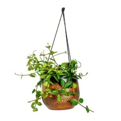 Mya Hanging Planter - Shiny Mocha -Indoor Plants Peperomia angulata rocca scuro Dark Green Beetle Radiator Plant Mya Hanging Planter Shiny Mocha b4c99ae9 5d4a 4b04 be8c 297ea5c00325
