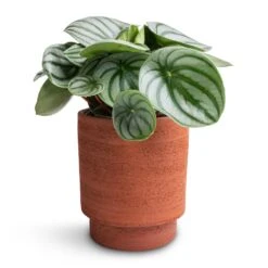 Chao Plant Pot - Terra 8 Chao Plant Pot - Terra -Indoor Plants Peperomia argyreia Watermelon Peperomia 12x20cm Chao Plant Pot Terra 13x15cm 93ab2fa1 c12f 4989 aa73 cc80b1293188