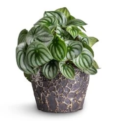 Lava Couple Straight Relic Planter - Black 11 Lava Couple Straight Relic Planter - Black -Indoor Plants Peperomia argyreia Watermelon Peperomia 15x25cm Lava Couple Straight Relic Planter Black 19x13cm e57b0b0d 83ea 442e 96e6 c72b52dc01a7